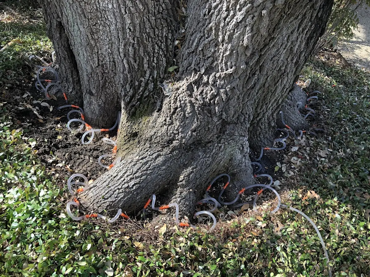 Detailed Tree Cabling and Bracing job site in Wiergate
